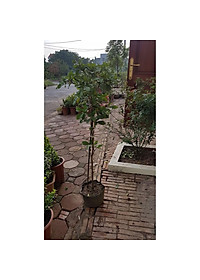 product-img-0