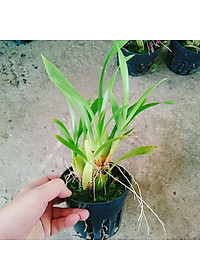 Lan Vũ Nữ - cây cảnh trong nhà + tặng phân bón cho cây mau lớn