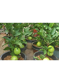 Phân bón hữu cơ sinh học Dịch trùn quế thủy phân - Phân trùn quế BIO 01 kích thích ra rễ và tốt lá (chai 500ml)