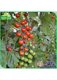 Hạt giống Cà Chua Cherry Đỏ Lai F1 Sinh Trưởng Vô Hạn, Trồng Quanh Năm (gói 0,1 gram) - Hạt Giống Rạng Đông