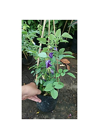 Cây Hoa Đậu Biếc - Cây cảnh vườn + Tặng phân bón cho cây mau lớn