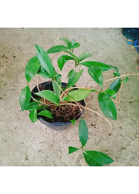 Lan Cẩm Cù - cây cảnh trong nhà + tặng phân bón cho cây mau lớn