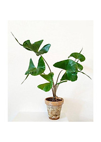 product-img-2