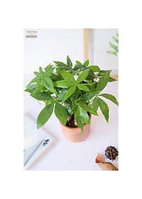 product-img-1