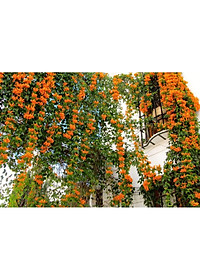 Cây hoa đăng tiêu - cây cảnh vườn + tặng phân bón cho cây