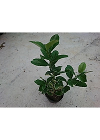 product-img-6