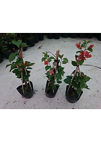 Cây Bông Giấy Cam - cây cảnh vườn + tặng phân bón cho cây