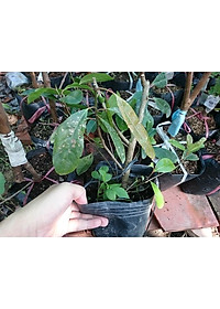 Cây cà na thái giống - Cà na tứ quý - cây ăn quả + tặng phân bón cho cây