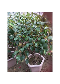 Cây Táo Thái Lan Siêu Trái - cây cảnh vườn