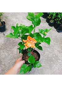 Cây Hoa Dâm Bụt cánh kép (Màu Cam) - cây cảnh để trong nhà + tặng phân bón cho cây