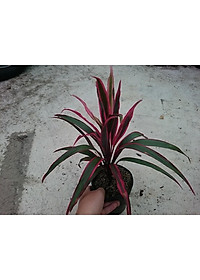 product-img-5