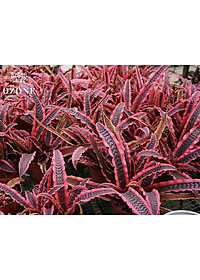 Cây Dứa Hồng Phụng - cây cảnh để trong nhà - tặng phân bón cho cây mau lớn