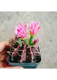 Xương Rồng Gym - cây cảnh để bàn