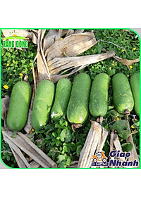 Hạt giống Bí Đao Chanh Lai F1 Siêu Trái, Sinh Trưởng Khỏe, Trồng Quanh Năm - Hạt giống Rạng Đông