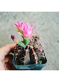 Xương Rồng Gym - cây cảnh để bàn