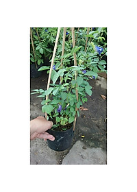 Cây Hoa Đậu Biếc - Cây cảnh vườn + Tặng phân bón cho cây mau lớn