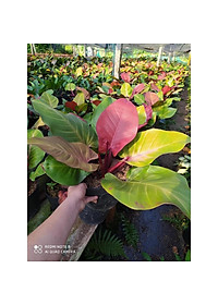 Trầu bà đế vương (đỏ) - cây cảnh để trong nhà + Tặng phân bón cho cây mau lớn