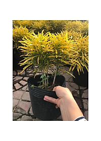 Cây vàng bạc + Tặng phân bón cho cây mau lớn