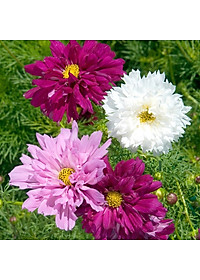 Hạt giống Hoa Sao Nhái cánh kép nhiều màu VTS122