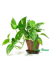 Cây trầu bà xanh - cây cảnh mini - cây cảnh để trong nhà + tặng phân bón cho cây