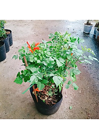 Cây rạng đông ( chùm ớt ) - cây cảnh đẹp + tặng phân bón cho cây