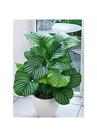 Cây đuôi công táo - cây cảnh để bàn + tặng phân bón cho cây