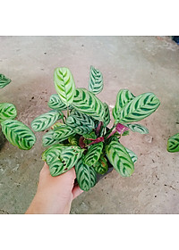 Cây Đuôi Công - cây cảnh để bàn + Tặng phân bón cho cây