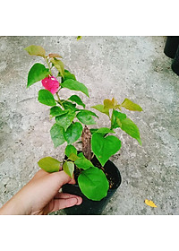 Cây hoa giấy đổi màu Ấn Độ - cây cảnh để bàn + tặng phân bón cho cây