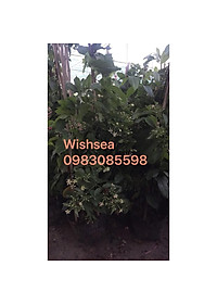 product-img-1