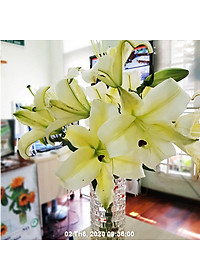 Bộ 5 hộp Chế phẩm xử lý hoa Longlife của Israel - Bảo quản hoa cắm bình tươi lâu và 14 ngày không thối nước