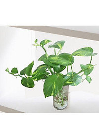 Cây trầu bà xanh - cây cảnh mini - cây cảnh để trong nhà + tặng phân bón cho cây