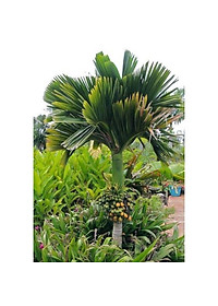 product-img-5