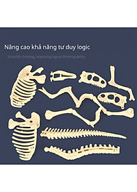 [Có sẵn] Mô hình Khủng Long hóa thạch - truy tìm dấu vết hóa thạch