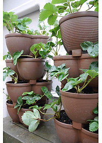 Chậu trồng cây cảnh 03 khoang Yamada 4L làm từ nhựa PP cao cấp cứng cáp, độ bền cao - nội địa Nhật Bản