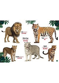 Sách - Từ Điển Bằng Hình Thế Giới Động Vật - Động Vật Dưới Nước - Thế Giới Loài Chim (Bộ 3 Cuốn)