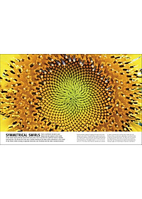 Trees, Leaves, Flowers And Seeds: A Visual Encyclopedia Of The Plant Kingdom