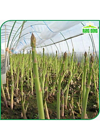Hạt giống Măng Tây Xanh Chịu Nhiệt Tốt, Dễ Trồng, Kháng Sâu Bệnh - Hạt giống Rạng Đông