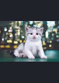 Tranh xếp Hình Tia Sáng Thơ Ngây (247 Mảnh Ghép)