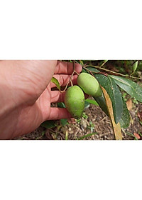 Cây cà na thái giống - Cà na tứ quý - cây ăn quả + tặng phân bón cho cây