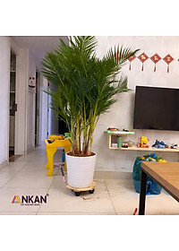 Đế Lót Chậu Cây ANKAN Có Bánh Xe - Gỗ Tràm Mặt Tròn 30cm, Tải Trọng 60kg - Màu Vàng