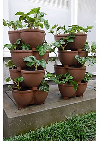 Chậu trồng cây cảnh 03 khoang Yamada 4L làm từ nhựa PP cao cấp cứng cáp, độ bền cao - nội địa Nhật Bản