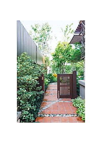 Cây bàng cẩm thạch - cây cảnh để bàn + tặng phân bón cho cây