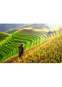 Bộ tranh xếp hình cao cấp 1000 mảnh ghép – Ruộng Bậc Thang