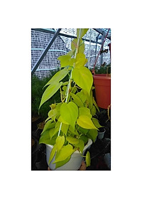 Cây Trầu Bà Tim Vàng - cây cảnh để trong nhà + tặng phân bón cho cây