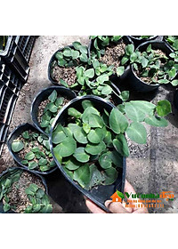 Cây tắc kè thái - cây cảnh vườn + tặng phân bón cho cây