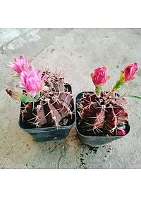 Xương Rồng Gym - cây cảnh để bàn