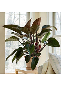 Trầu bà đế vương (đỏ) - cây cảnh để trong nhà + Tặng phân bón cho cây mau lớn