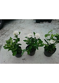 Cây Mẫu Đơn Trắng (Lá Trung) - cây bông trang trắng - cây cảnh vườn + tặng phân bón cho cây