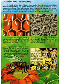 Sách Thế Giới Động Vật Kì Thú - Vườn Côn Trùng