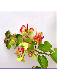 Cây hoa giấy đổi màu Ấn Độ - cây cảnh để bàn + tặng phân bón cho cây